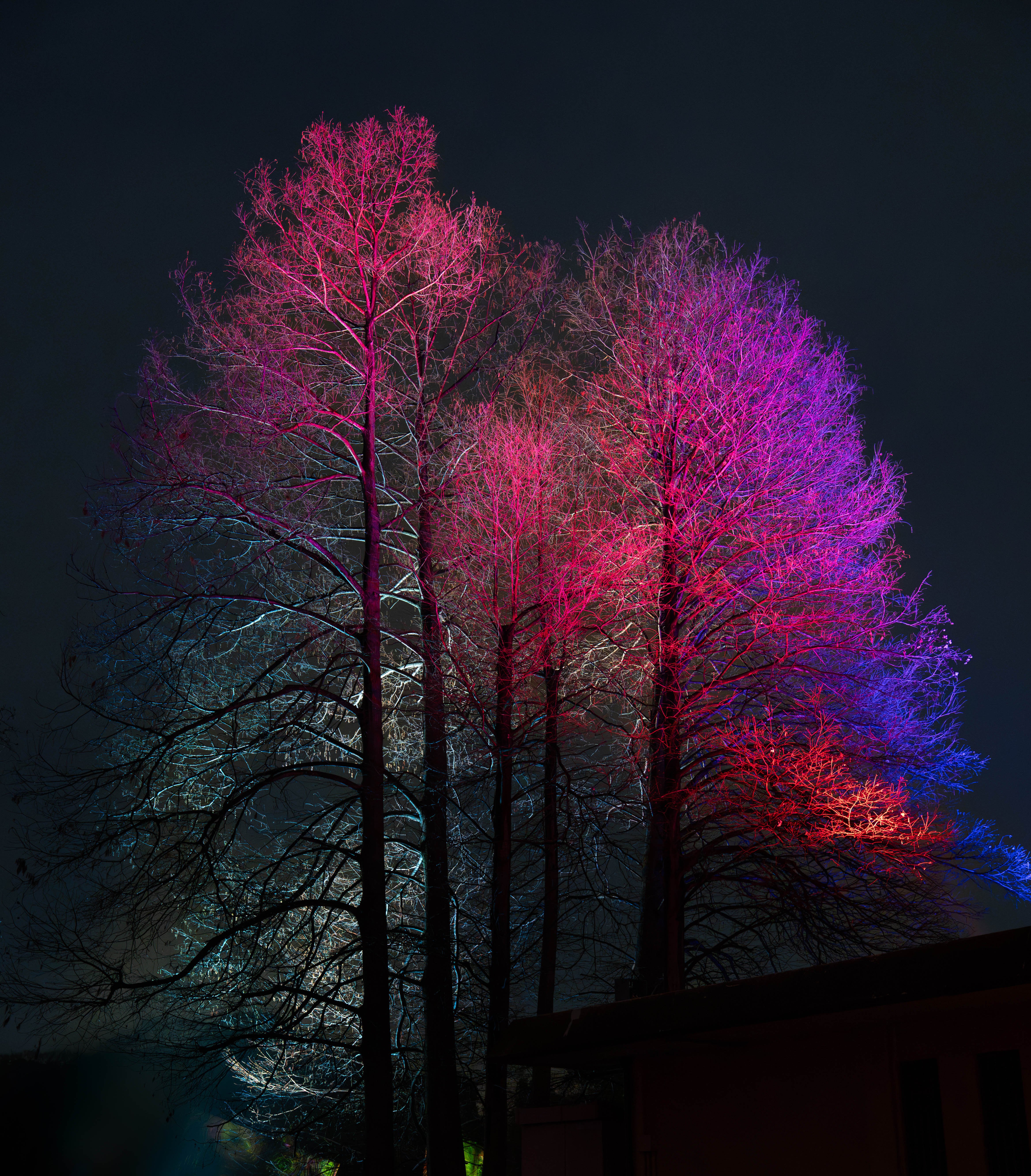 Resonating Trees | teamLab
