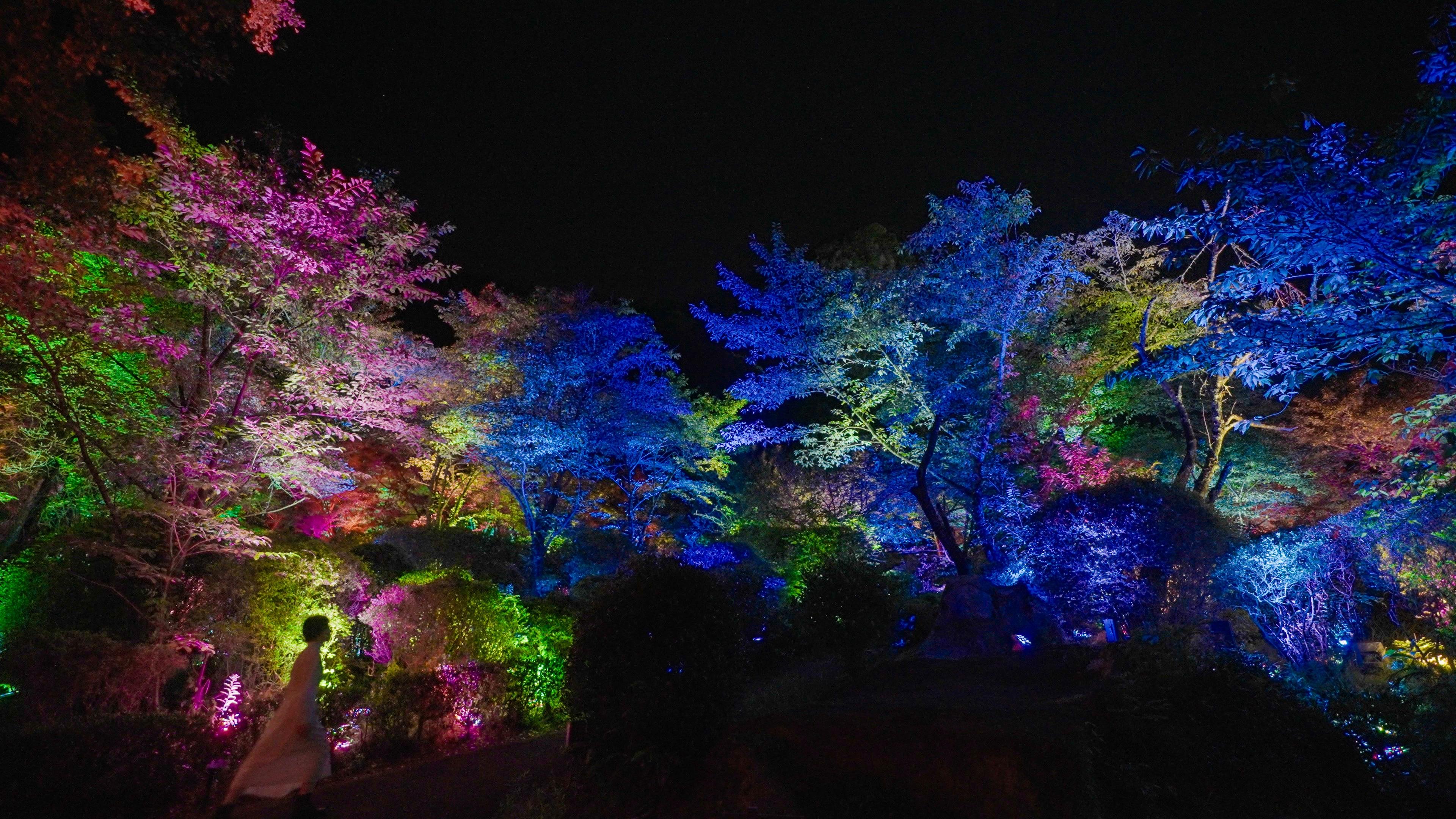 呼応する森 / Resonating Forest | teamLab / チームラボ