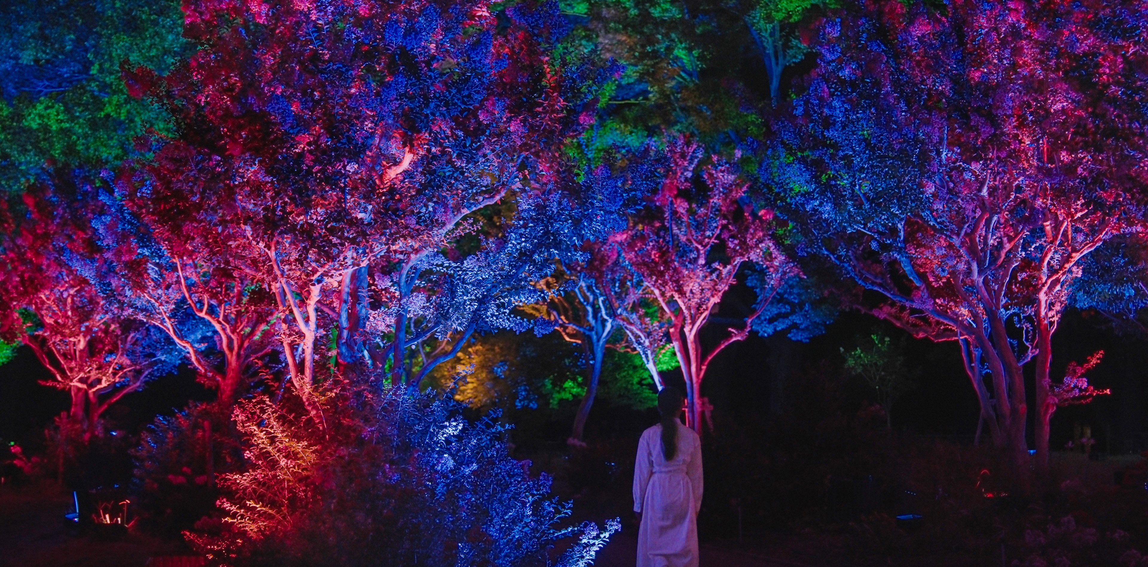 呼応する木々 / Resonating Trees | teamLab / チームラボ