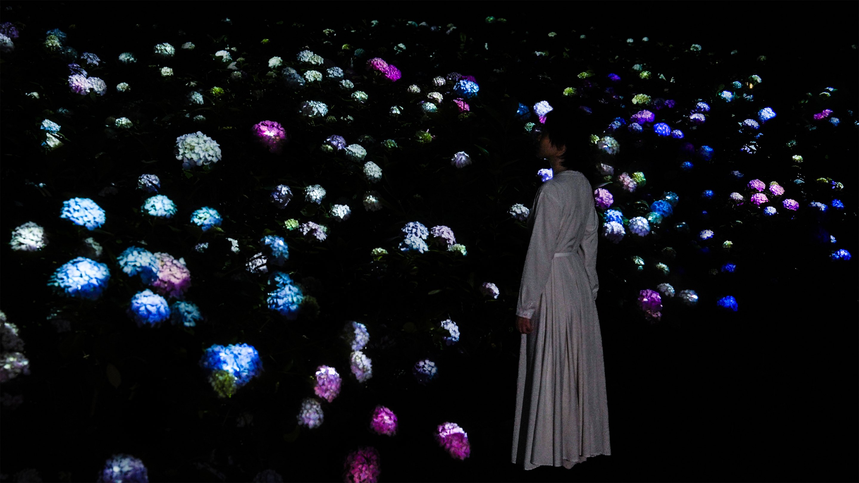 紫陽花の結晶 / Crystals of Hydrangea | teamLab / チームラボ