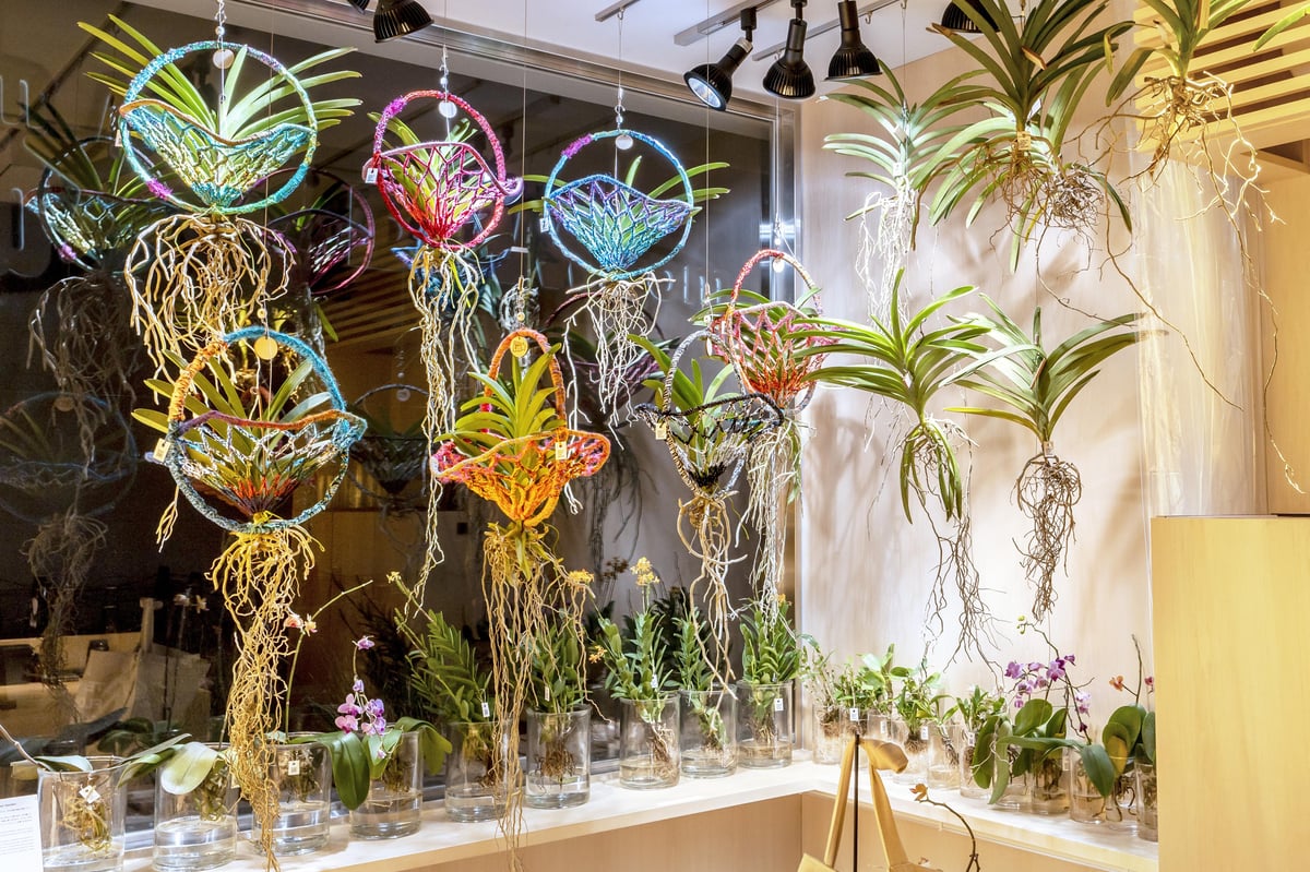 多種多様な蘭（ラン）の取扱い | teamLab Flower Shop