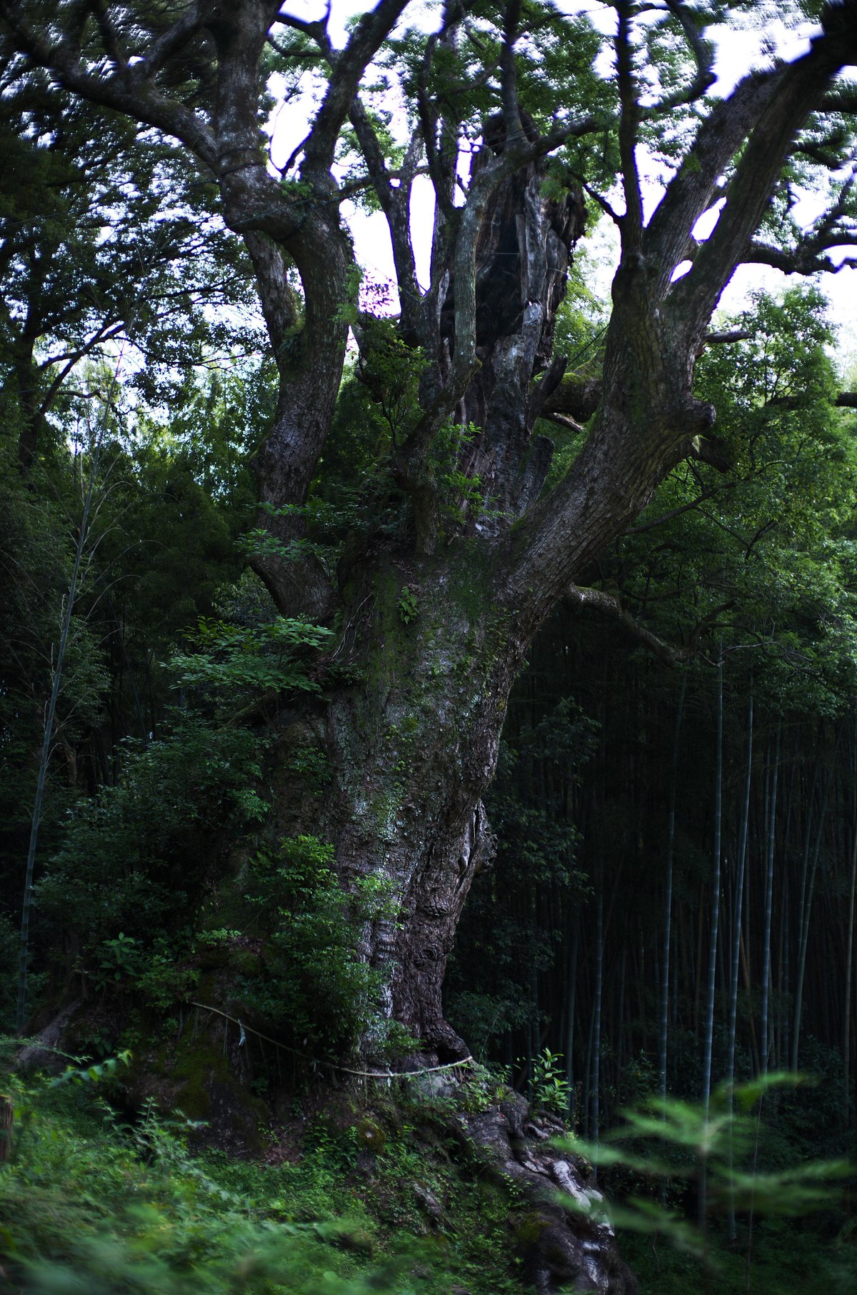 width=1200,format=jpeg