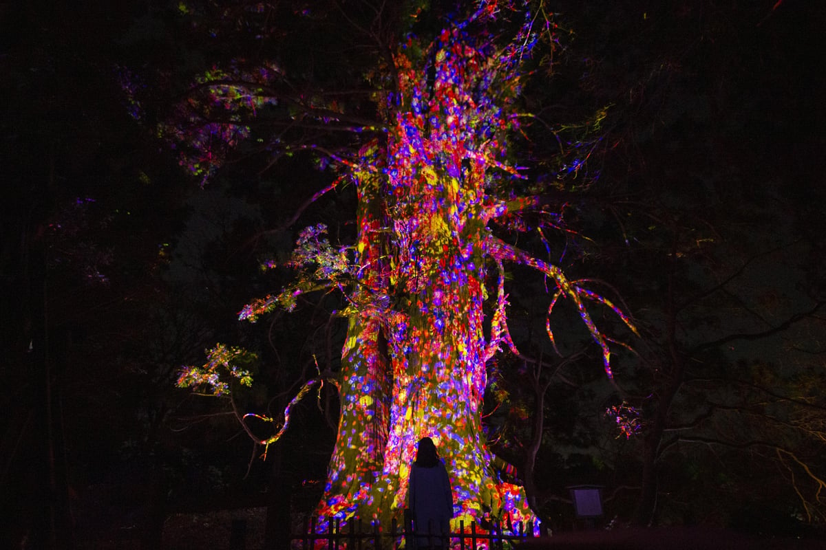 Ever Blossoming Life Tree - Giant Taro Cedar | teamLab