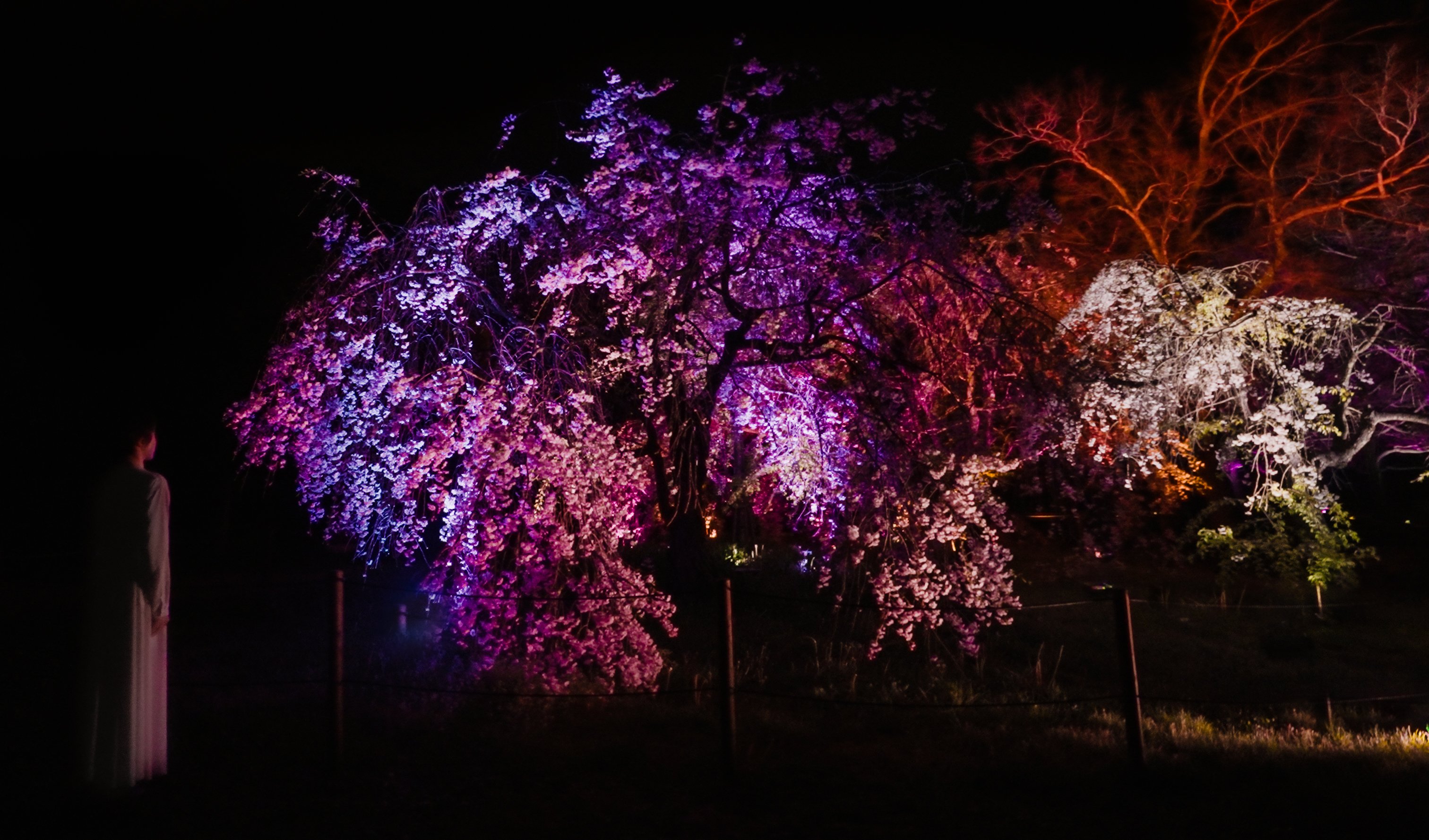 Resonating Trees | teamLab