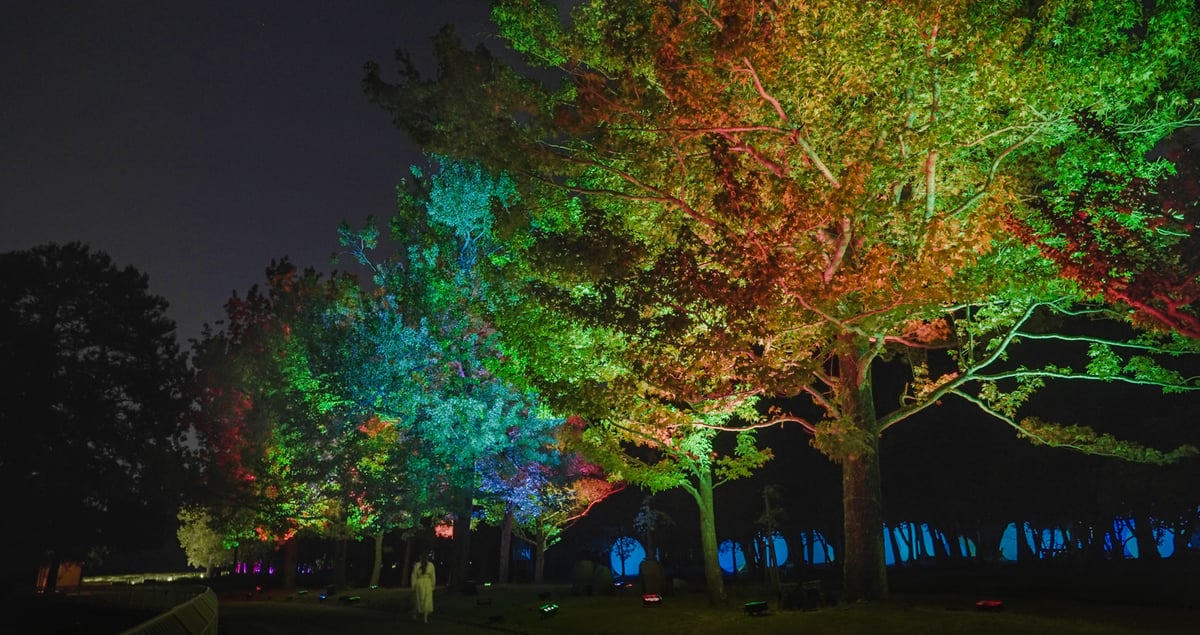 Resonating Trees - Formosan Gum and Cypress Trees | teamLab