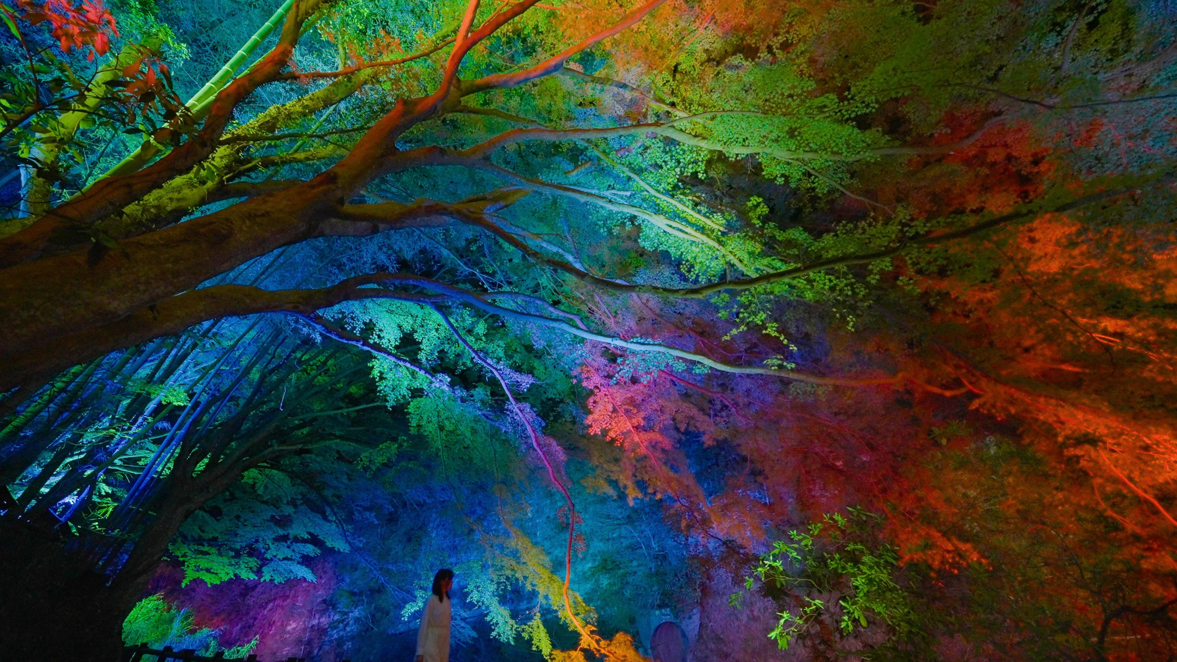 展示テーマ画像