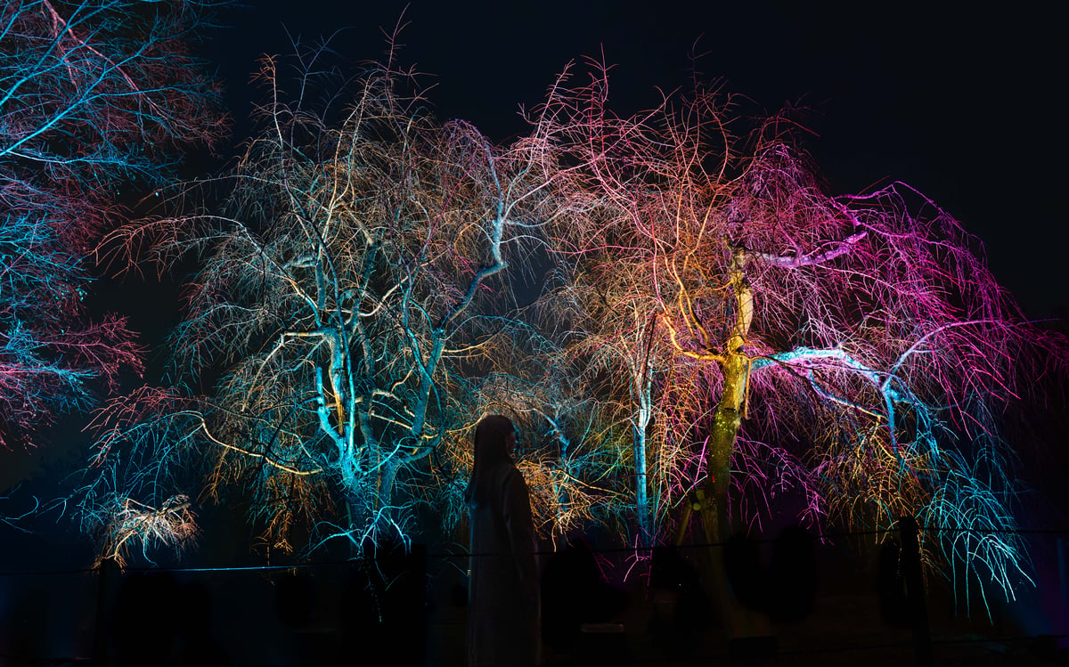 Resonating Trees - Weeping Cherry | teamLab
