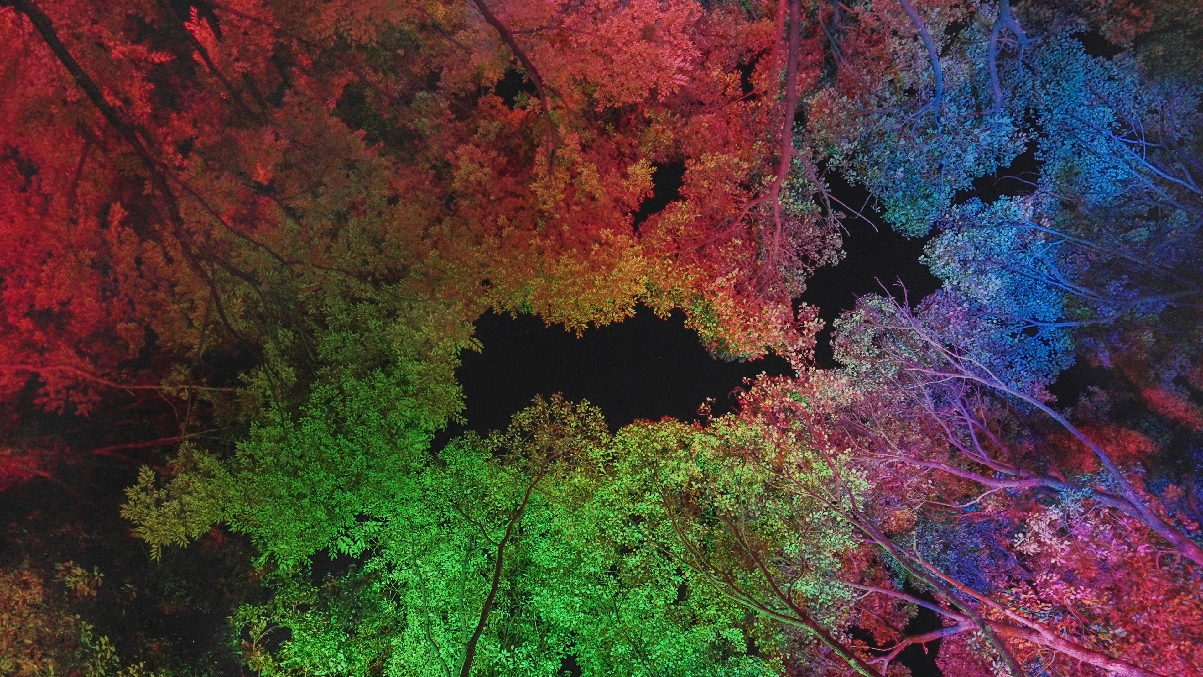 呼応する木々 / Resonating Trees | teamLab / チームラボ