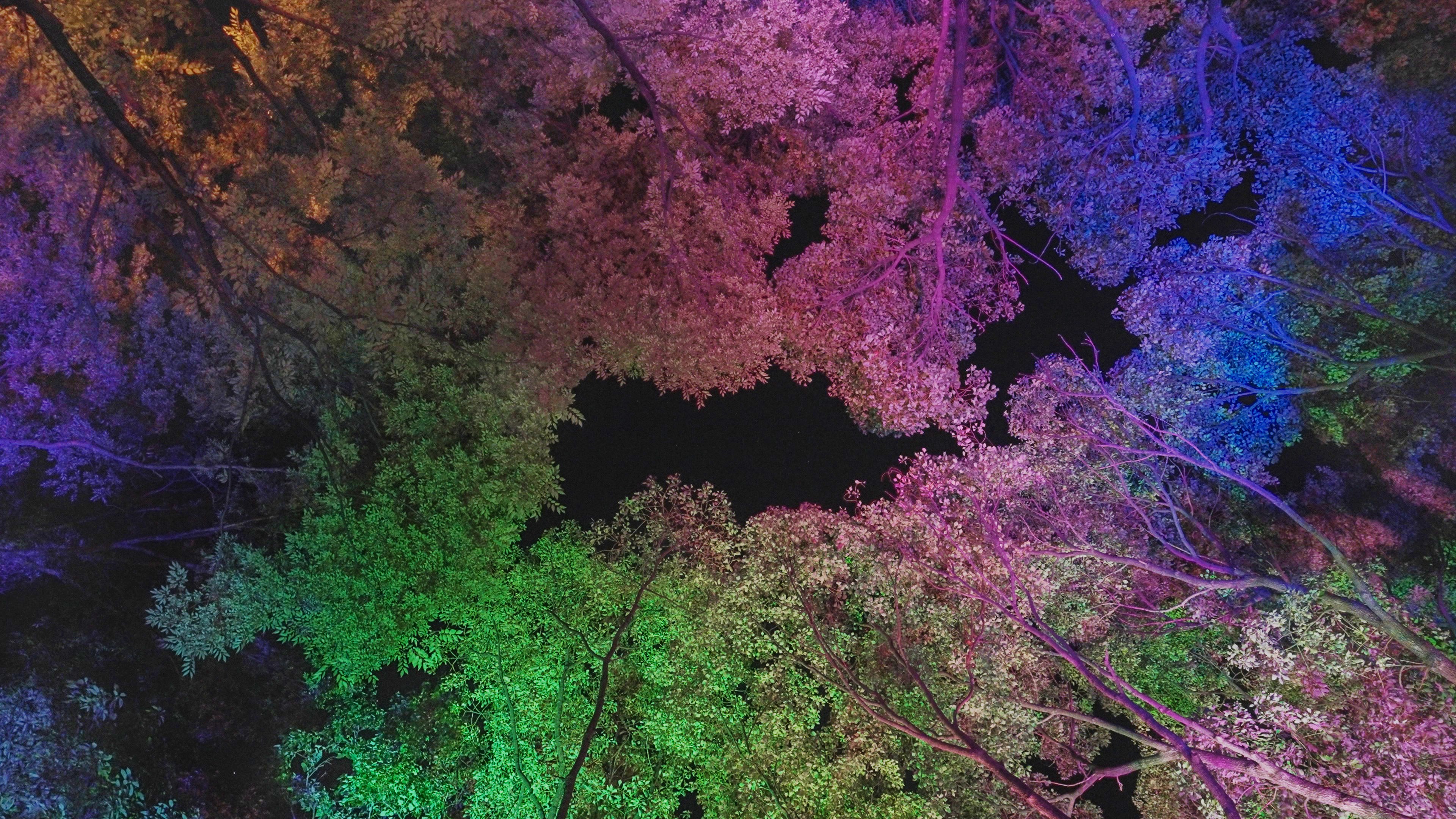 呼応する木々 / Resonating Trees | teamLab / チームラボ