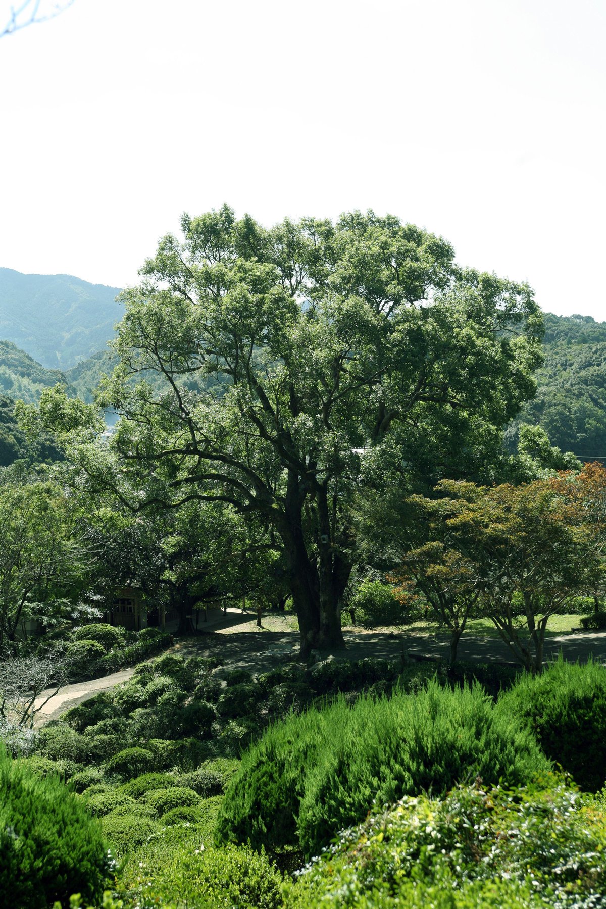 300-Year-Old Okusu Tree | teamLab
