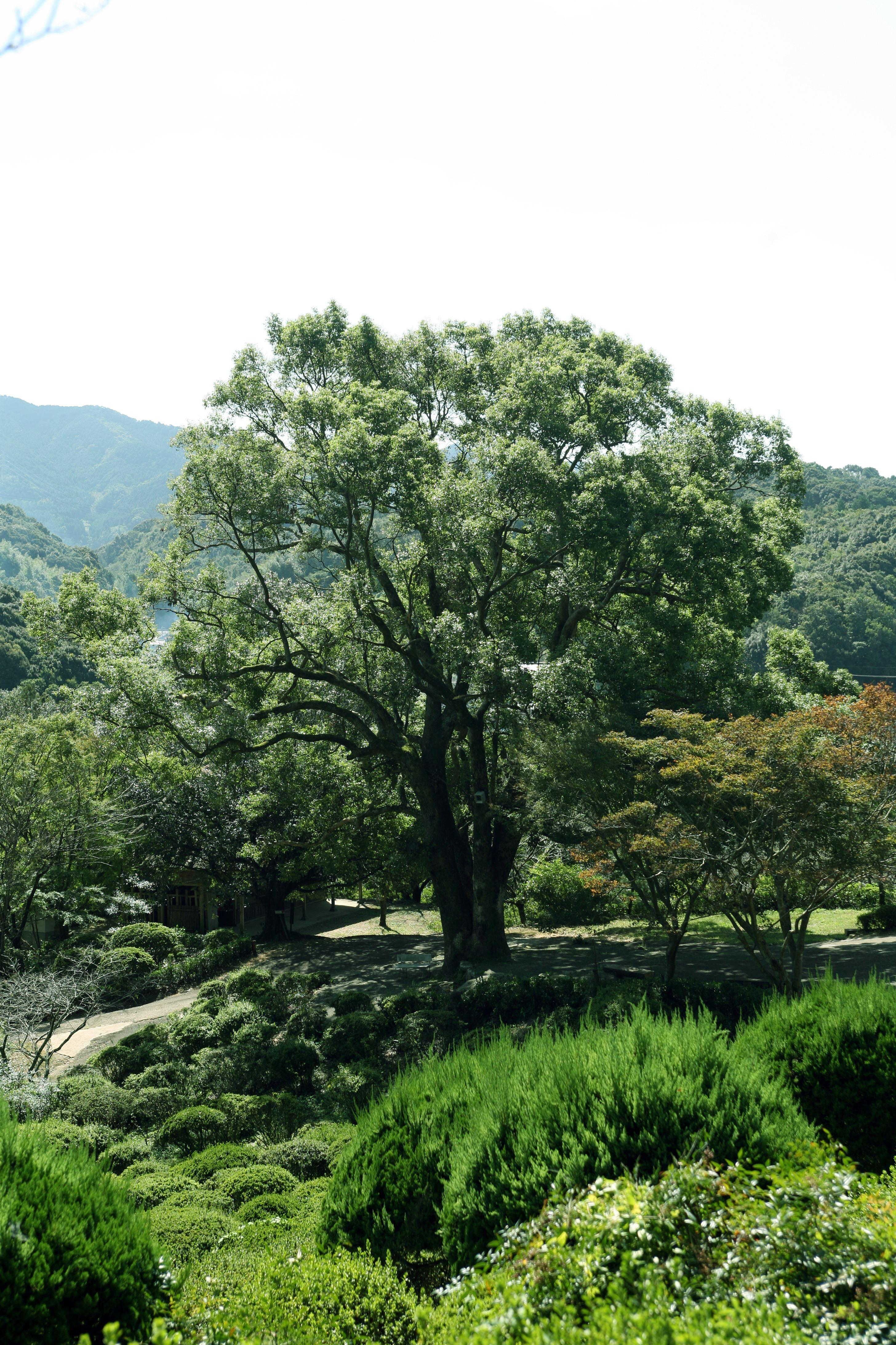 展示テーマ画像