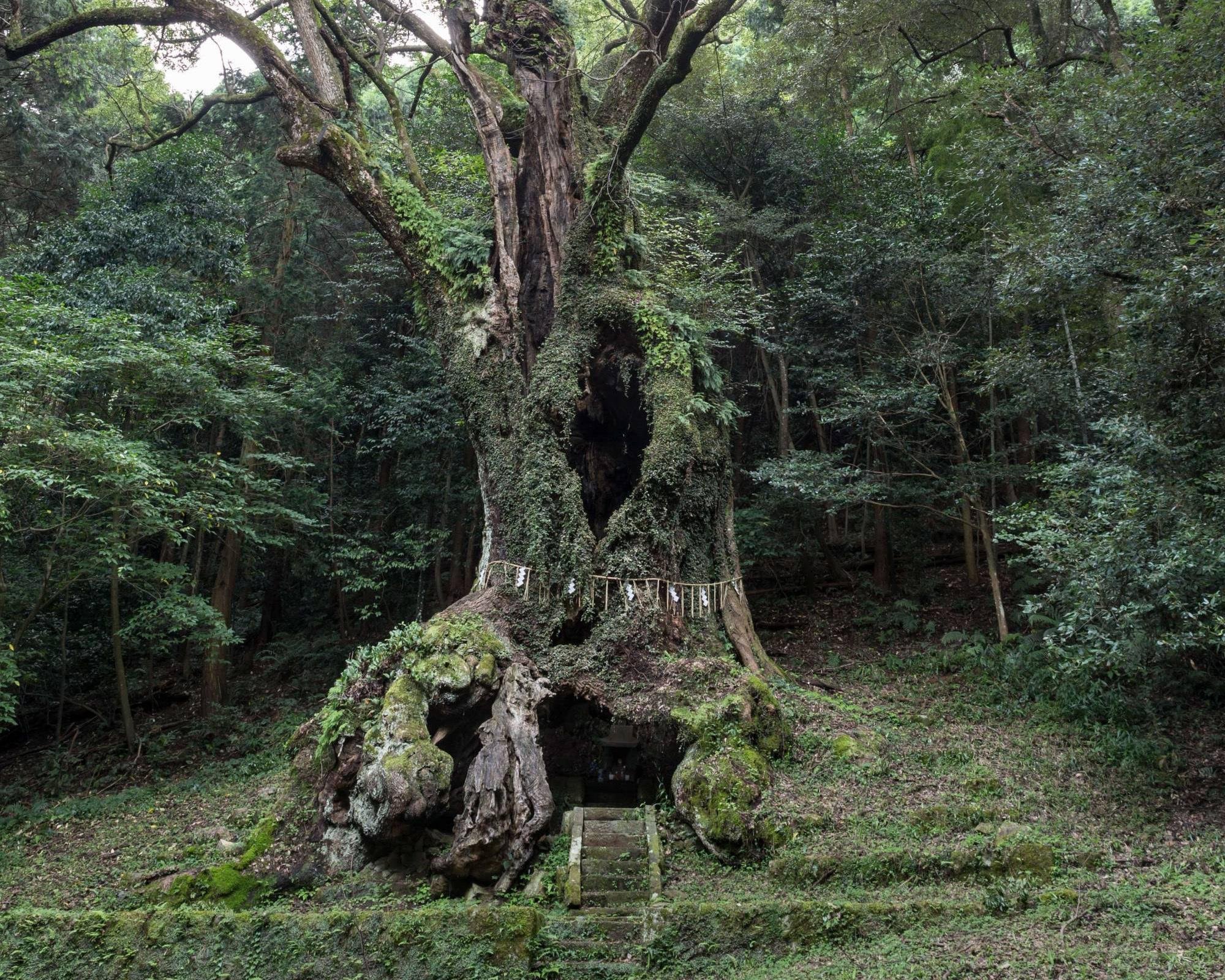 神木 / The Sacred Tree | teamLab / チームラボ