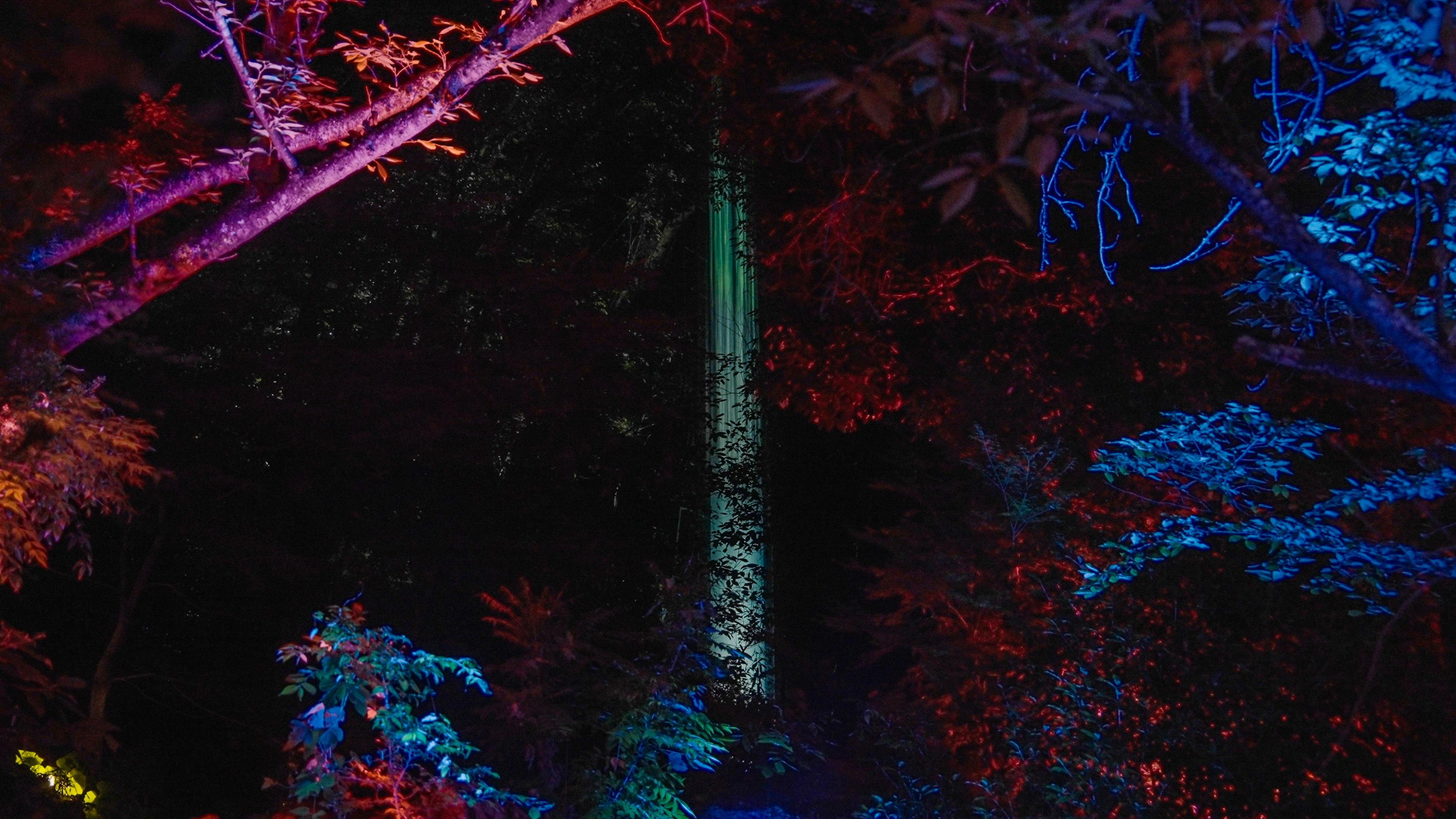 呼応する森 / Resonating Forest | teamLab / チームラボ